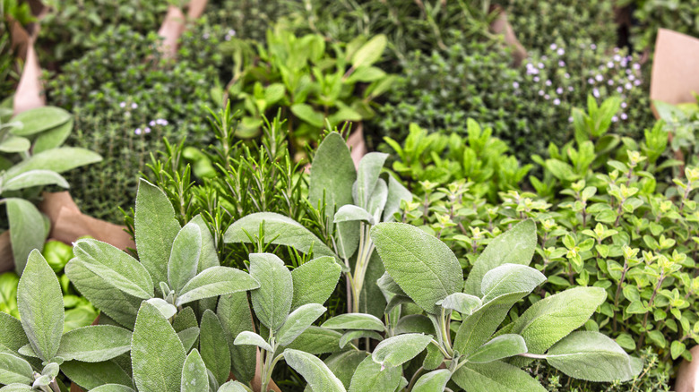 An array of herbs like sage, thyme, and rosemary.
