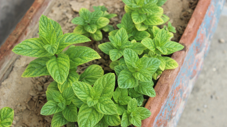 Mint growing in a garden pot.