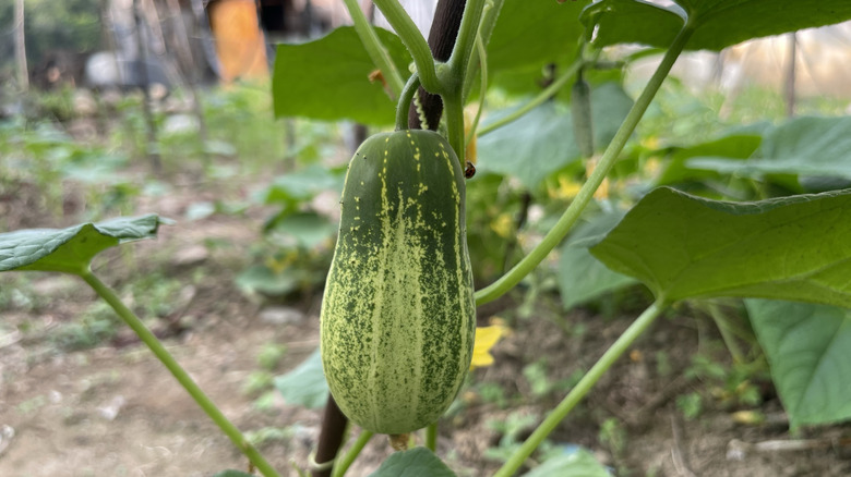 A cucumber vine growing on a stake.
