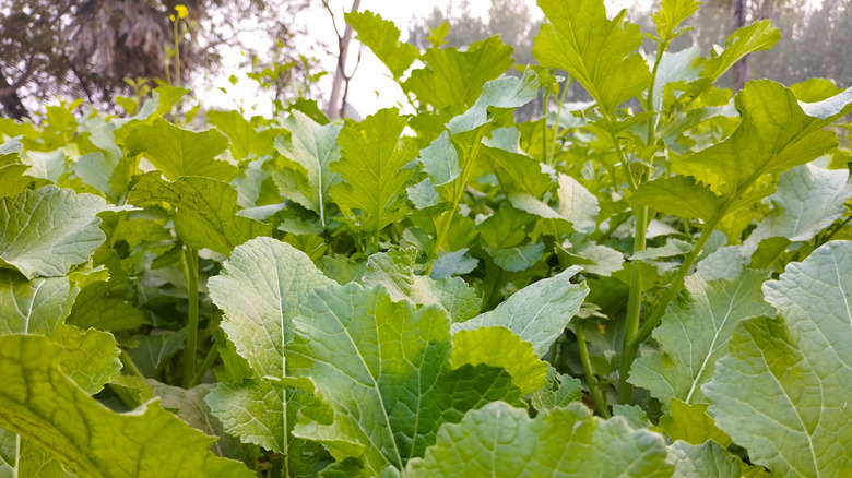An abundance of mustard green leaves.