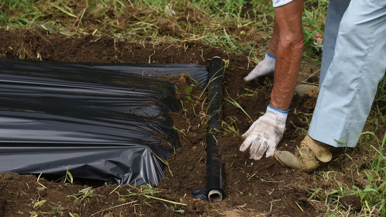 A person rolling out black plastic mulch in a planting area