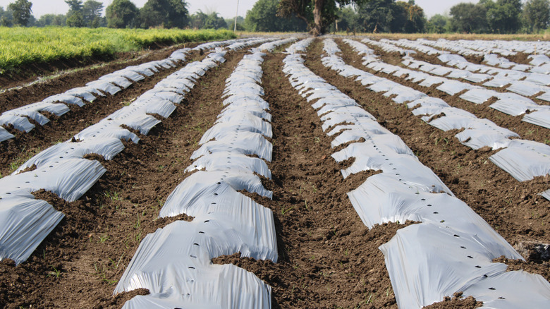 A farm with light-colored plastic sheeting used as mulch