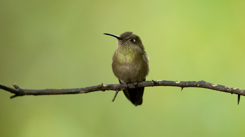 A hummingbird sitting on a branch