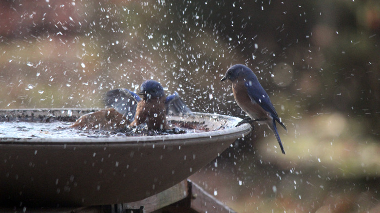 Birds splashing in a bird bath.