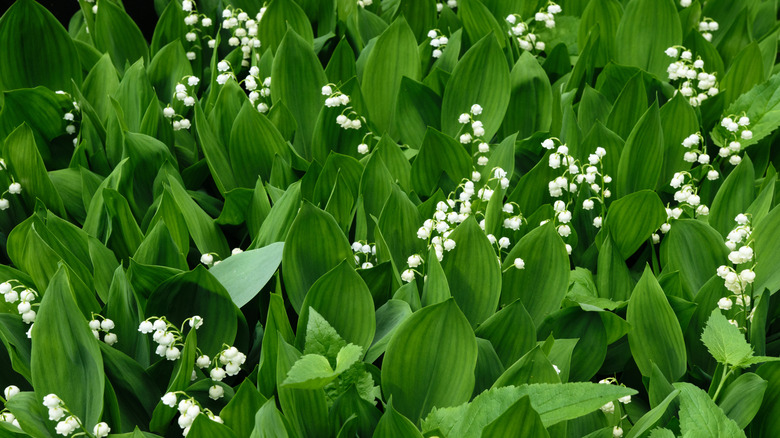 Several lilies of the valley growing close together and forming a dense ground cover