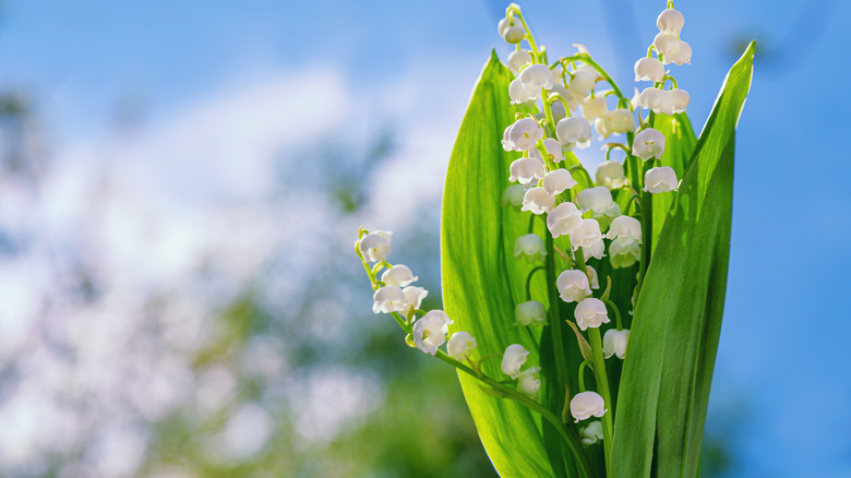 Lily Of The Valley: Everything You Need To Know Before Planting