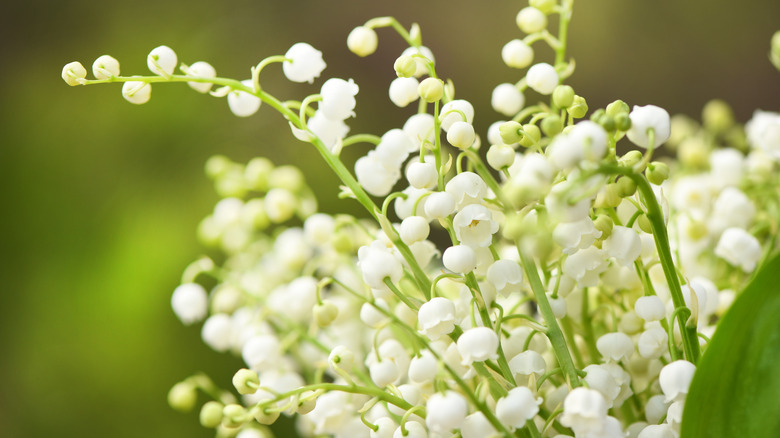 Lily of the valley up-close