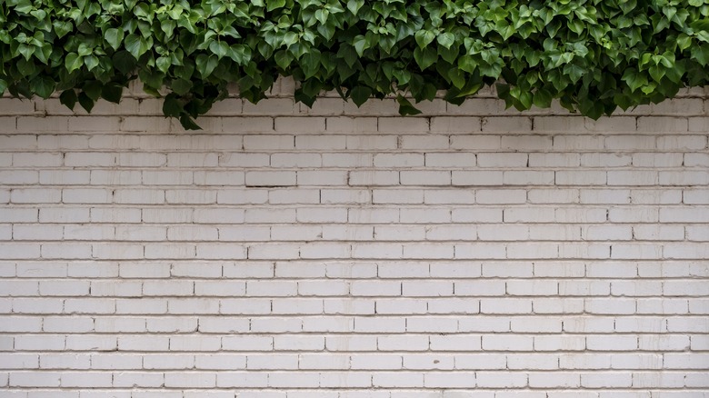 limewashed brick wall