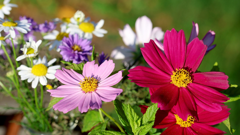 Closeup of a flower garden with cosmos growing alongside chamomile