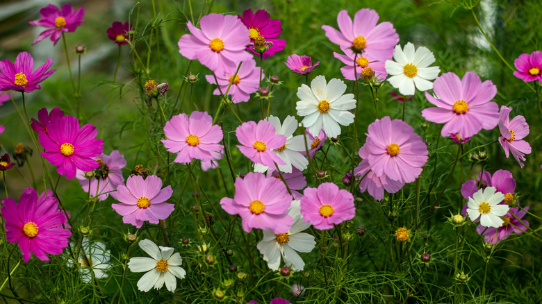 Pretty cosmos flowers in shades of pink and white