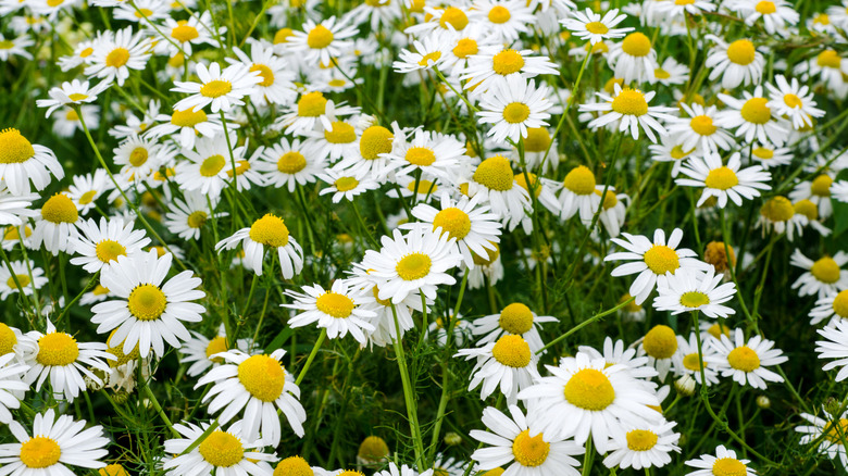 A mass planting of blooming chamomile flowers