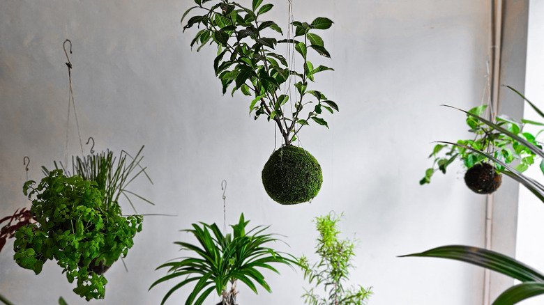 Small plants growing from hanging moss balls.