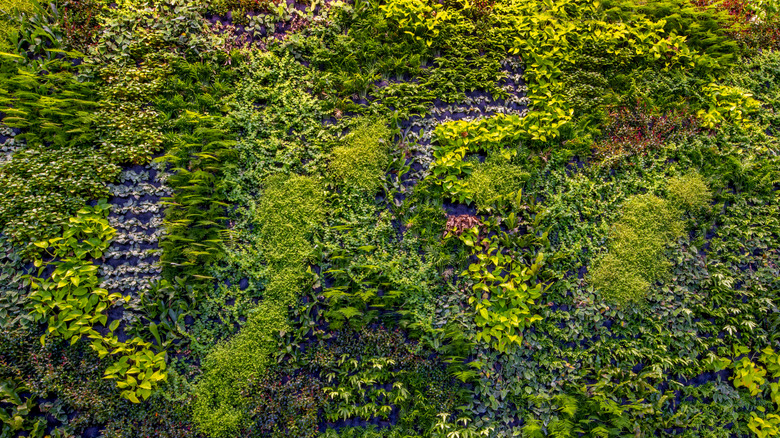 Foliage growing vertically on a wall.