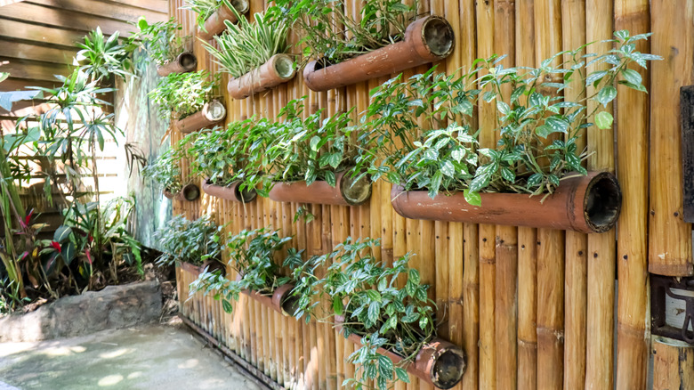 Bamboo canes with plants growing in them hanging from a bamboo wall.