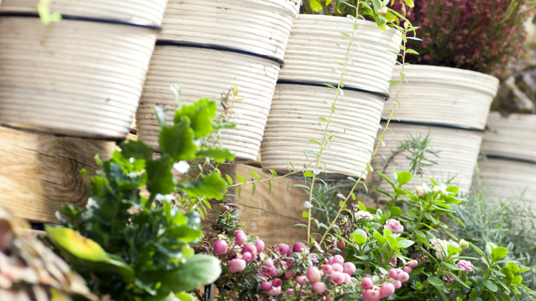 Plant pots hang from a wall in metal ring holders.