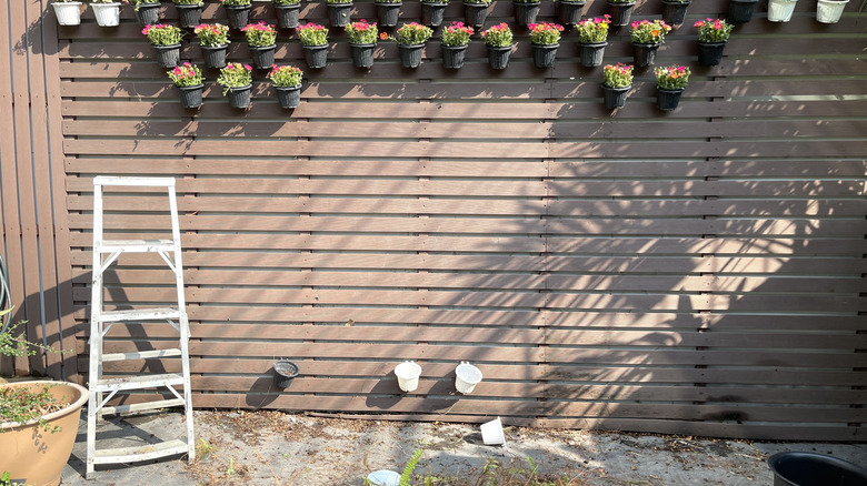 A vertical garden in the process of being built on a fence.