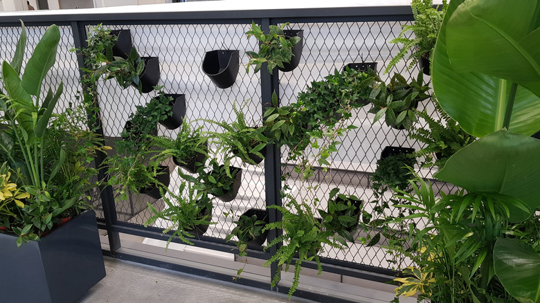 Small black planters hang from a chainlink fence.