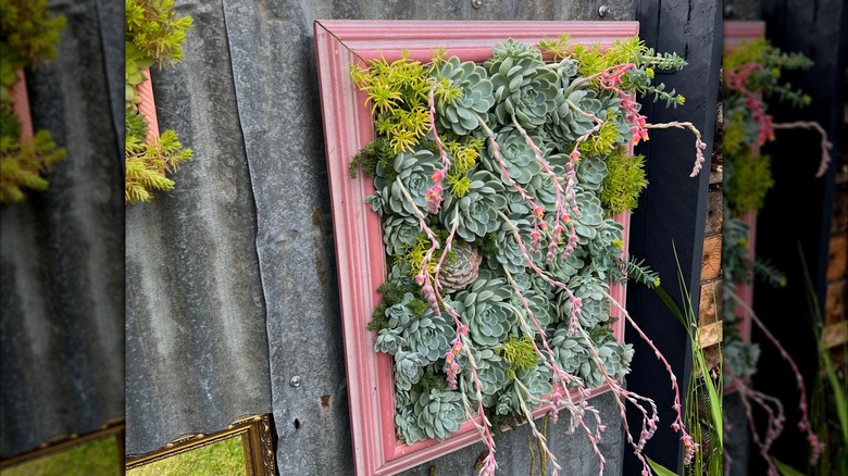 Succulents growing from a red picture frame hanging on a fence.