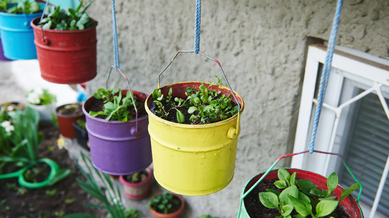 Blue, red, purple, and yellow painted and planted buckets hanging from string in the garden.