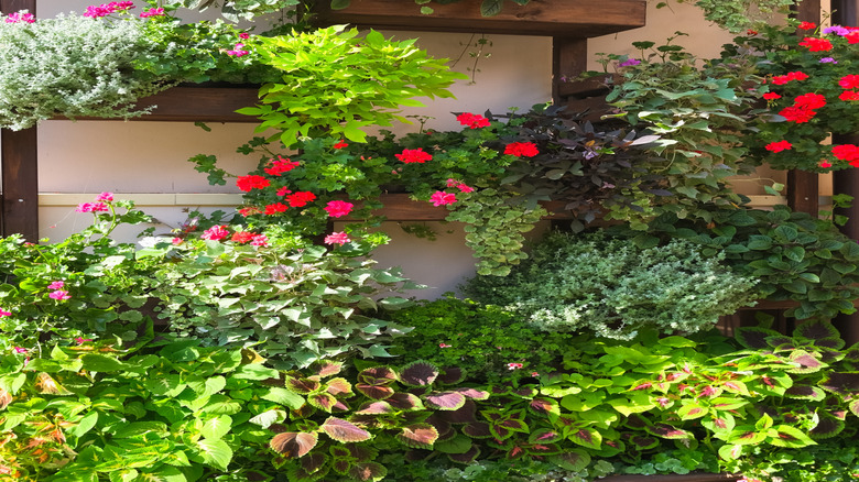 Wooden crates attached to a frame on the wall with plants growing in them.