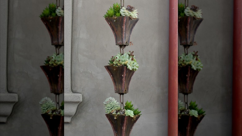 Plants growing in a repurposed rain chain