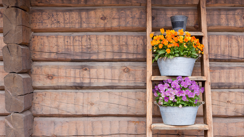 Orange and purple flowers growing in metal pots on a ladder.