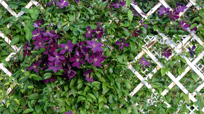 Purple flowers growing on a white lattice trellis