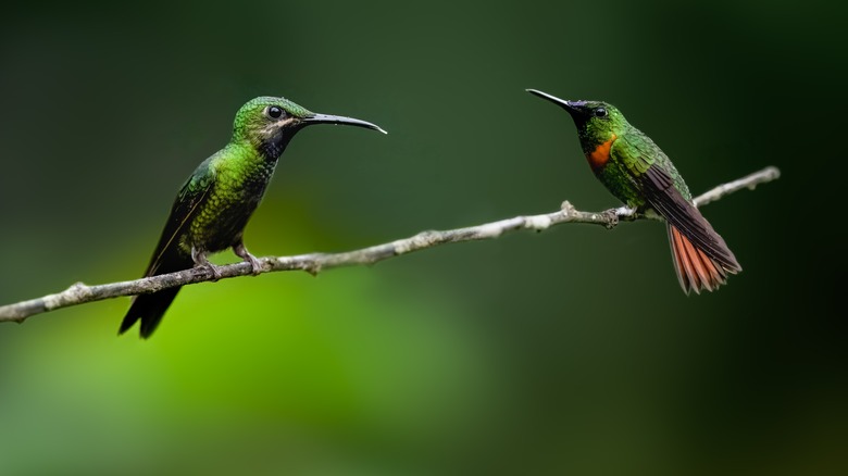 Two Hummingbirds on branch