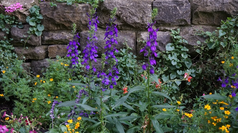 great blue lobelia and other flowers in front of a rock wall