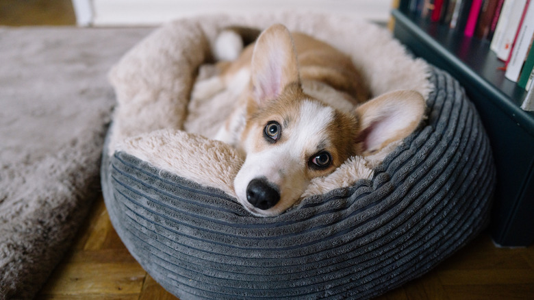 A dog resting on a dog bed.