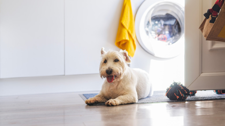 A terrier resting in laundry room.
