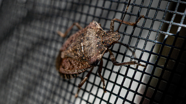 A close up of a brown stink bug perched on a window screen