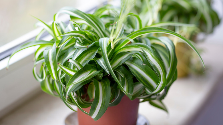 A curly spider plant on a window sill