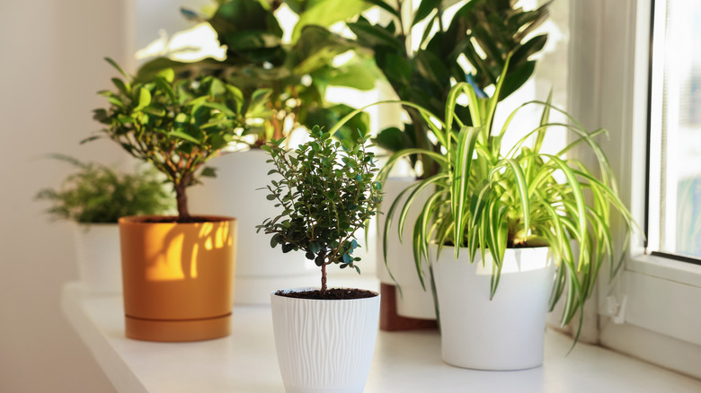 Look No Further Than The Curly Spider Plant For A Unique, Low Maintenance Houseplant