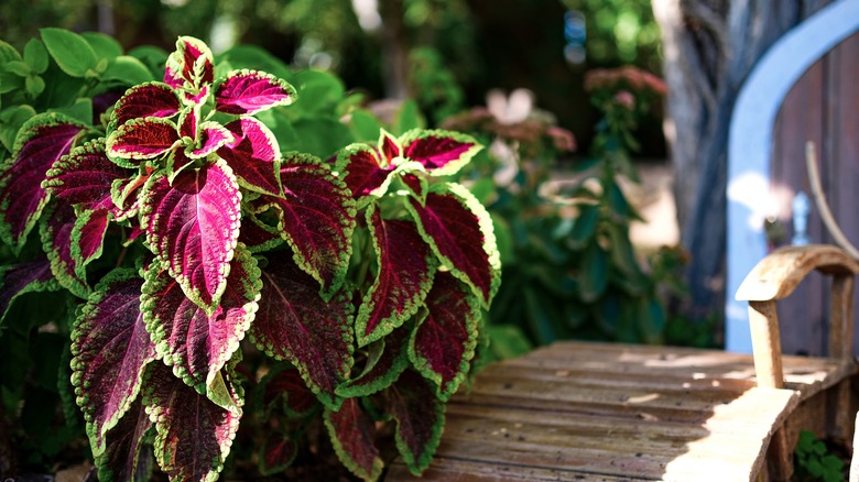 coleus plant in garden