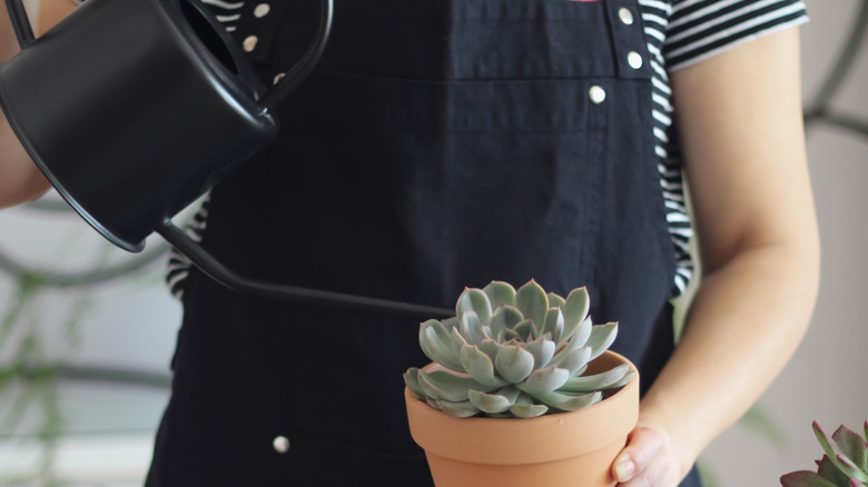 A gardener waters an indoor echeveria growing in a pot using a black metal watering can.