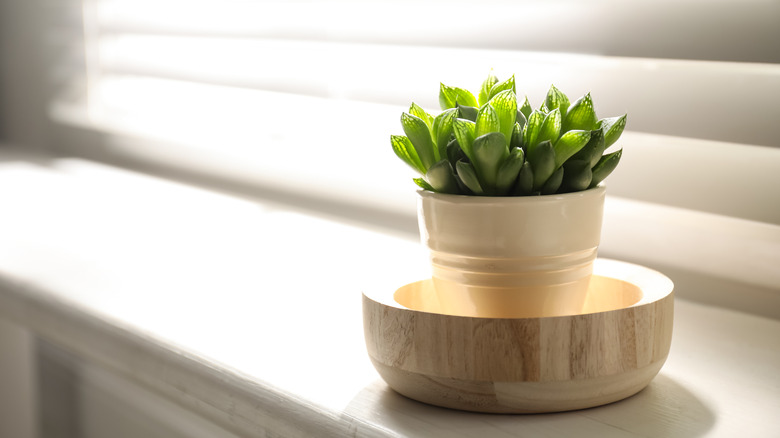 A small echeveria in a white ceramic planter growing well on a sunny windowsill.