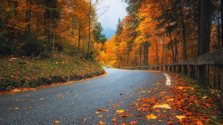 Paved road lined with trees in autumn colors and a wooden guardrail.