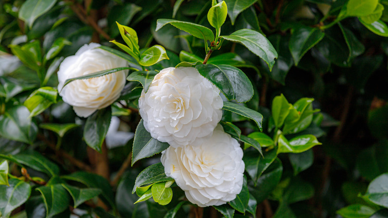 white camellia