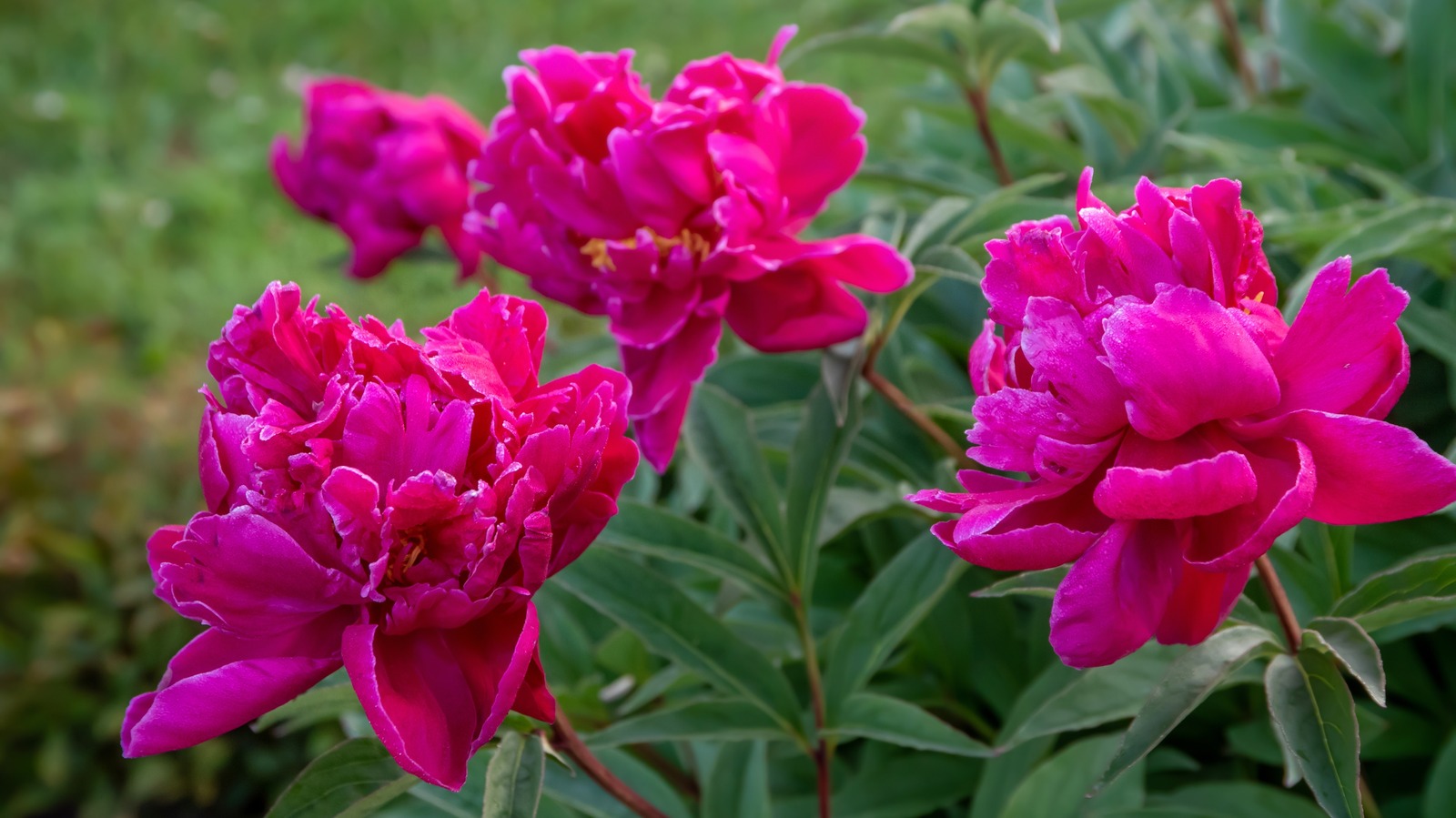 Love Peonies But Live Out Of Their Growing Zone? Try Planting This