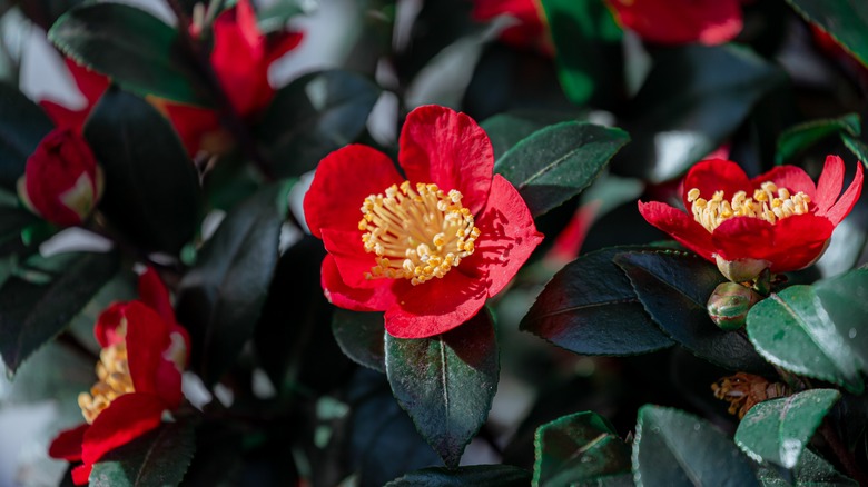 red camellias