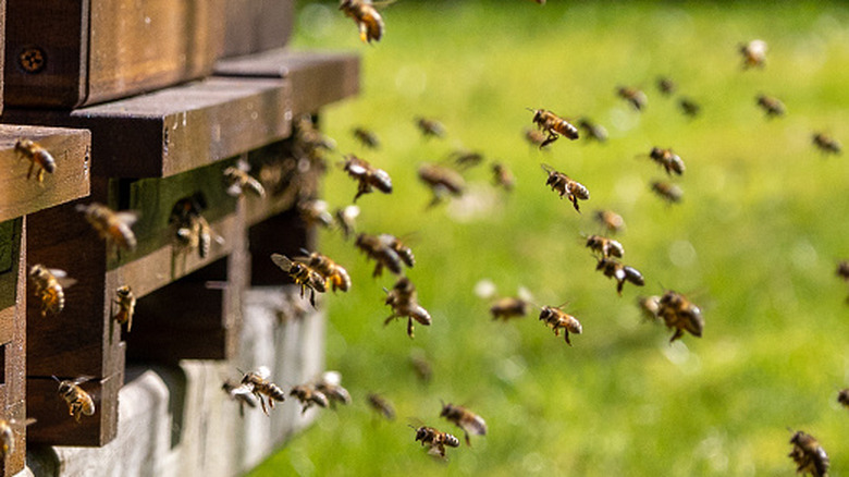 Lots of honeybees flying into a series of wooden hives.