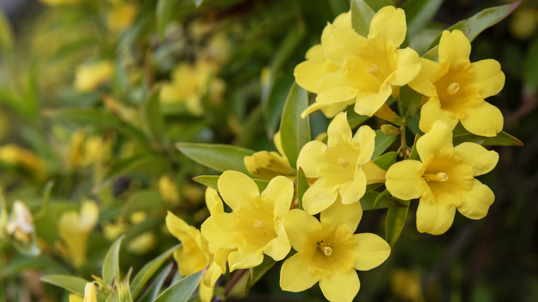 Yellow flowers on a large Carolina jessamine vine growing in a garden.