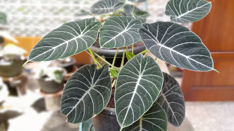 A stunning black velvet Alocasia growing in a pot away from the bright light coming in through a window in the background
