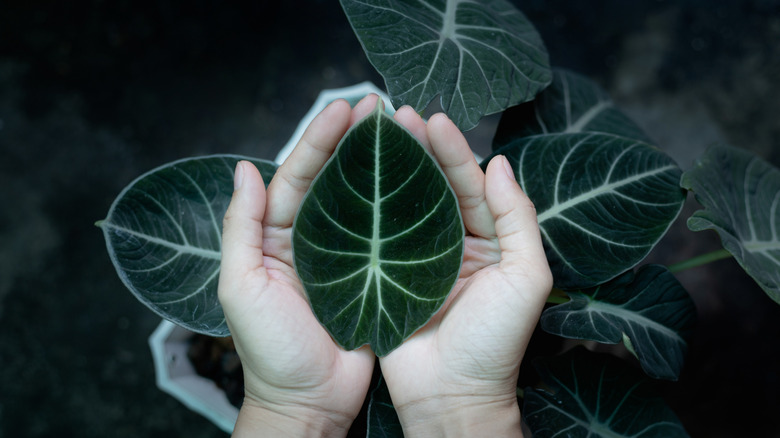 A person holding the large leaf of a black velvet Alocasia to show the size