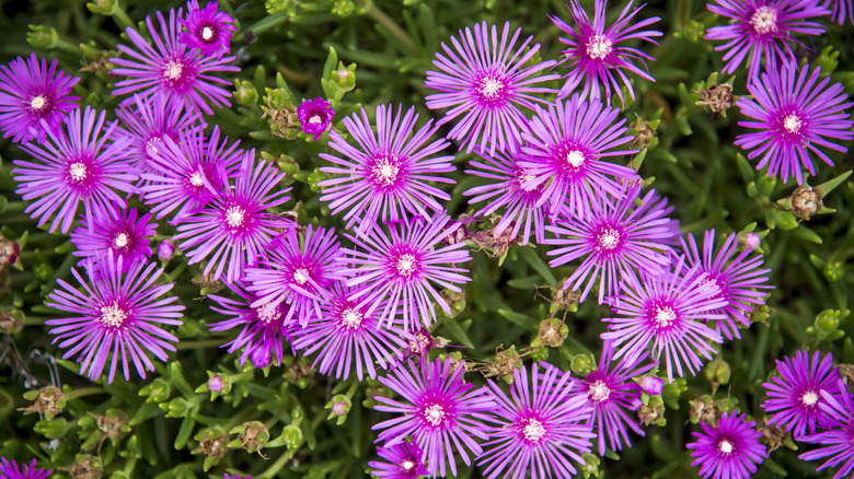 A closeup of pink flowers on an ice plant.