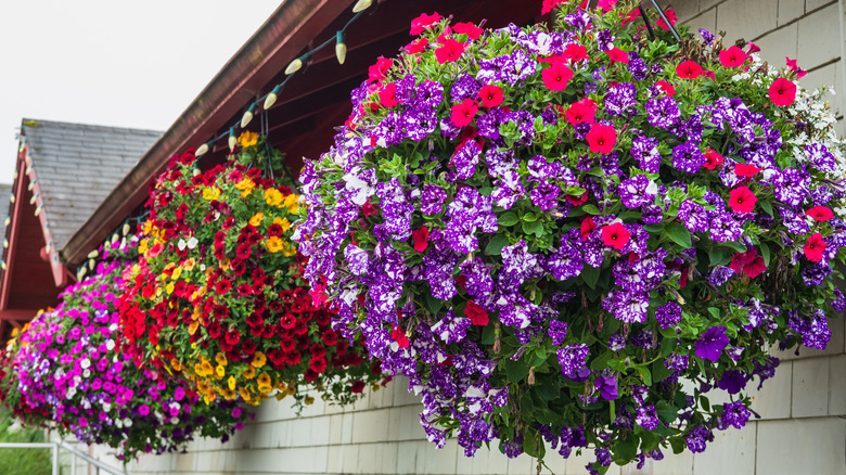 Colorful hanging baskets of flowers hanging from a house.
