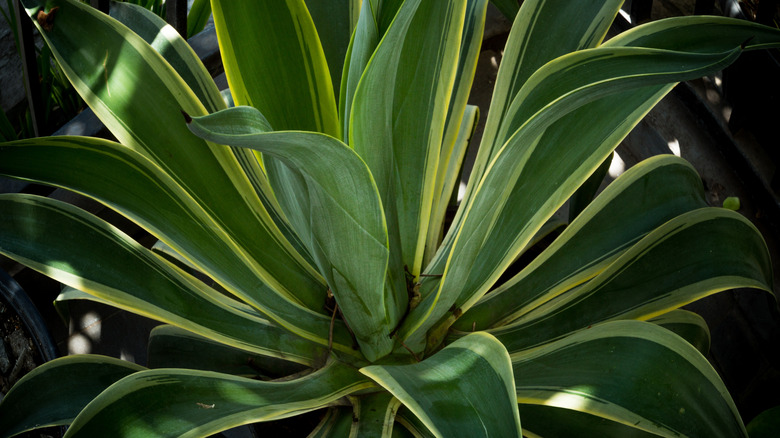 Green blades of American agave