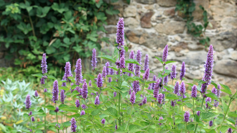 Lavender flowers of anise hyssop