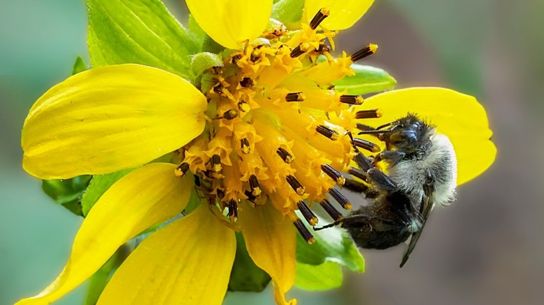 A bee on yellow flower of bear's foot